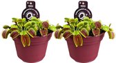 Plantenboetiek.nl | Dionaea Muscipula - Venusvliegenvanger - Vleesetende plant | 2 stuks - Ø12cm - 12cm hoog - Kamerplant - Multideal