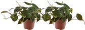 Plantenboetiek.nl | Philodendron Scandens Micans | 2 stuks - Ø12cm - 25cm hoog - Kamerplant - Groenblijvend - Multideal