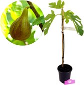 Ficus carica 'Melanzana' Vijgenboom, 2 liter pot