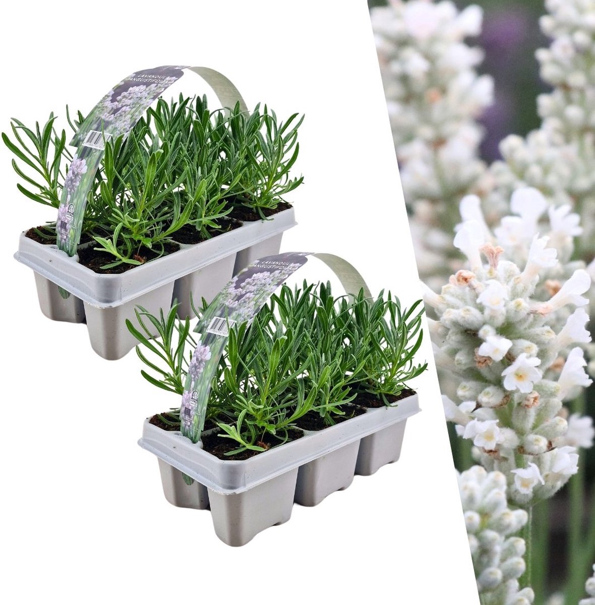 72 stuks - Lavendel - Winterhard - ↕10-20 cm - 7cm