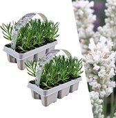 Plants by Frank | 12 witte Lavendelplanten | Vaste planten | Tuinplanten | 12 x Ø7 cm | 15 cm | Lavendelplant winterhard | planten