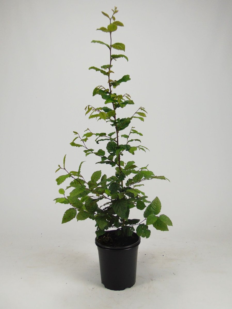Haagbeuk (Carpinus betulus) 40-60 cm In pot - inheemse plant - groeit goed op vrijwel alle gronden - snelle groeier
