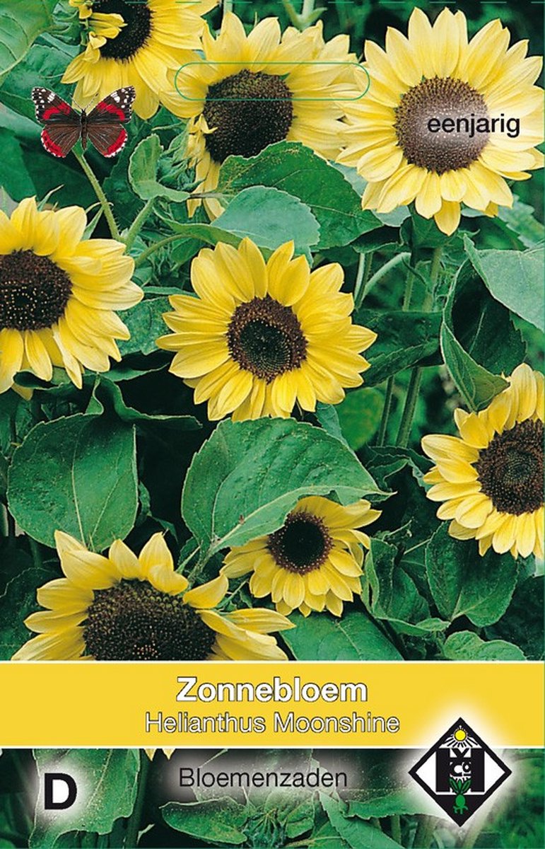 2 stuks Helianthus a. MoonshineVan Hemert & Co