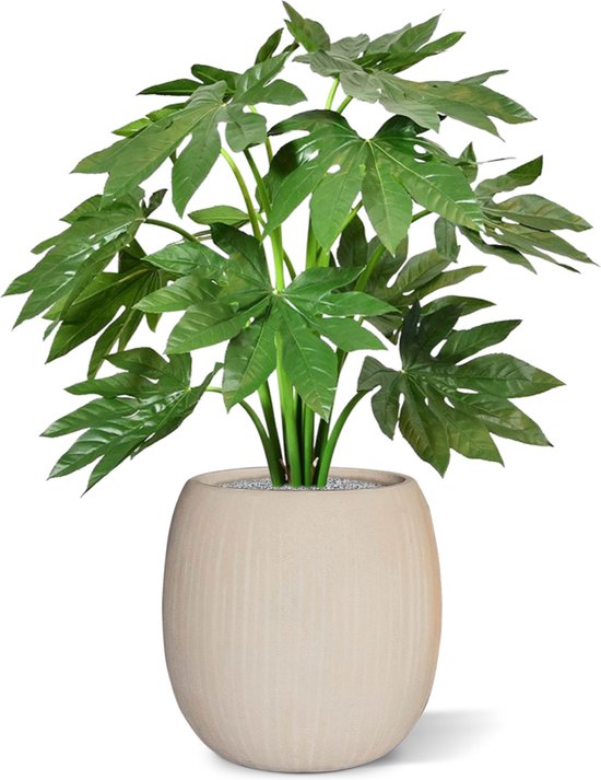 Grote groene Fatsia Japonica plant in een lichte, cilindrische pot met verticale groeven.