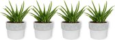 4x Kamerplant Aloe Vera – Succulent - ± 25cm hoog – 12 cm diameter  - in witte betonnen pot