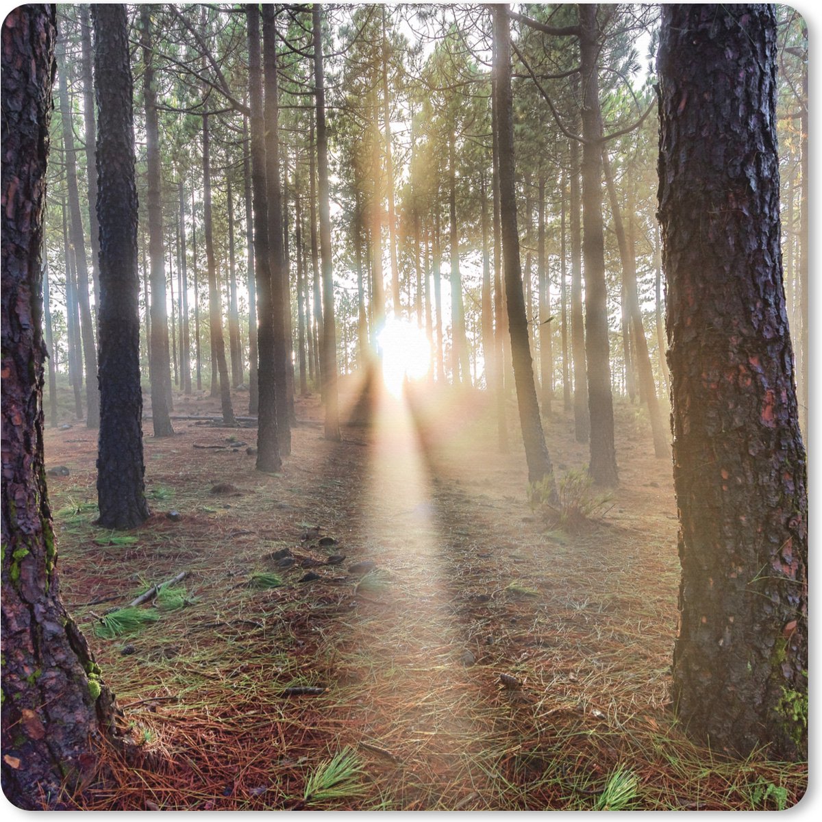 Muismat XXL 60x60 cm - Bureau onderlegger - Bureau mat Verschillende volgroeide boomstammen in het bos - Bureaumat - Gaming mousepad xl - Bureaulegger groot - Computer deskmat