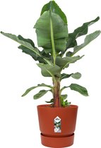Kamerplant van Botanicly – Bananen plant in roodbruin ELHO plastic pot als set – Hoogte: 80 cm – Musa