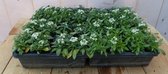 lobularia Capuchons de fleurs blanches Plumage de neige par boîte de 24 pièces