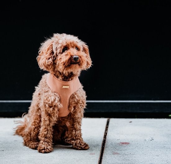 Harnais pour chien : pour les propriétaires de chiens soucieux de