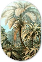 Muurovaal Filicinae in kleur - WallCatcher | Aluminium 60x90 cm | Ovalen schilderij | Wandovaal Meestwerk van Ernst Haeckel op Dibond