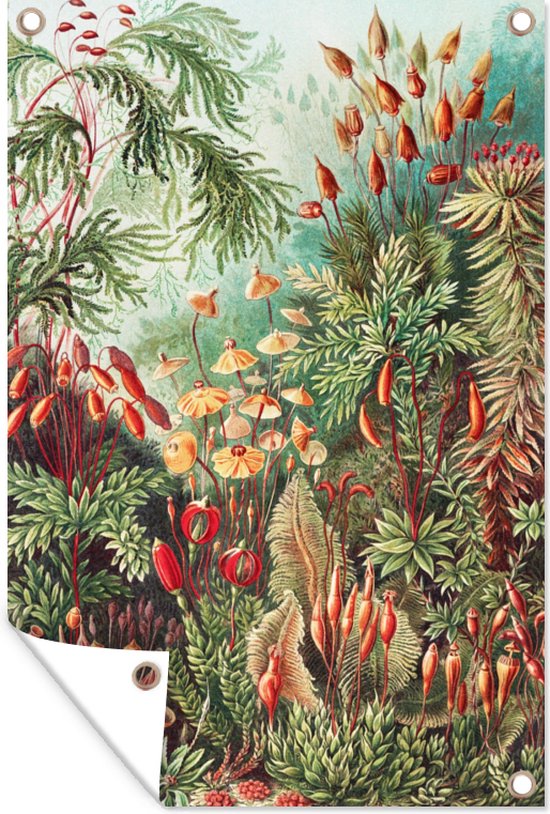 Tuin - Tuinposter - Bloemen - Kunst - Vintage - Planten - Ernst Haeckel - 80x120 cm - Muurdecoratie - Tuinschilderij - Tuindoek - Buitenposter