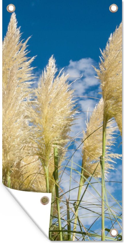 Tuinposter - Pampas - Pampasgras pluimen - Plant - Lucht - Blauw - 100x200 cm - Tuinposters - Tuin - Muurdecoratie - Tuindecoratie - Tuindoek - Buitenposter