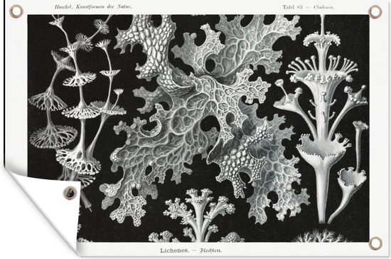 Tuinposter - Mos - Ernst Haeckel - Botanisch - Tuin - Kunst- Zwart-Wit - Schuttingdoek - 120x80 cm - Tuinschilderij - Tuindoek - Buitenposter