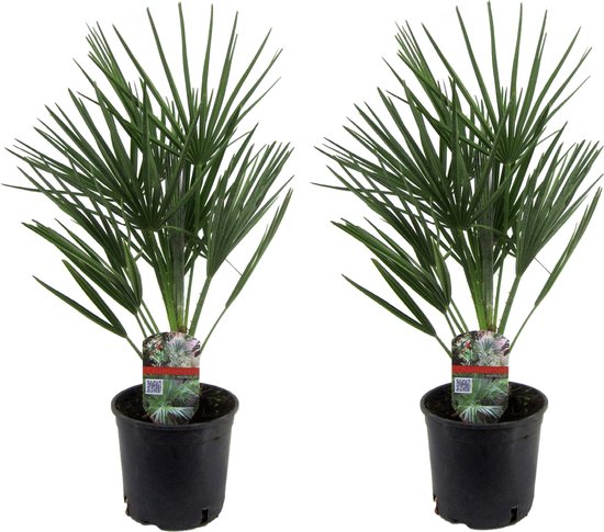 Plant in a Box - Chamaerops Humilis - Set van 2 - Europese Dwergpalm - Winterhard - Pot 15cm - Hoogte 50-60cm