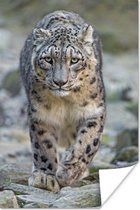 Poster Walking Snow Leopard 60x90 cm - Tirage photo sur Poster (décoration murale salon / chambre) / Poster Animaux