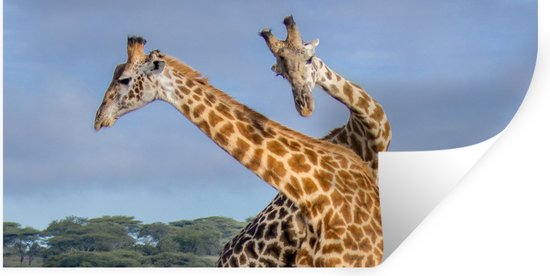 Stickers muraux - Girafes - Animaux - Nature - 160x80 cm - Film adhésif