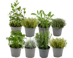 ZynesFlora Italiaanse Kruidenmix - 8 Stuks - Ø 12 cm - Hoogte: 12-15 cm - Tuinkruiden Rozemarijn Thym Lavendel Bonenkruid Salie Oregano Kruidentuin