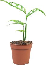 PLNTS - Monstera Obliqua Peru - Kamerplant - Kweekpot 12 cm - Hoogte 20 cm