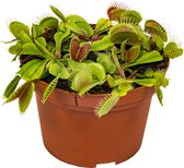 Dionaea Muscipula - Vleesetende plant - Kamerplant - Onderhoudsvriendelijke plant voor binnen - ⌀12 cm - 10-15 cm