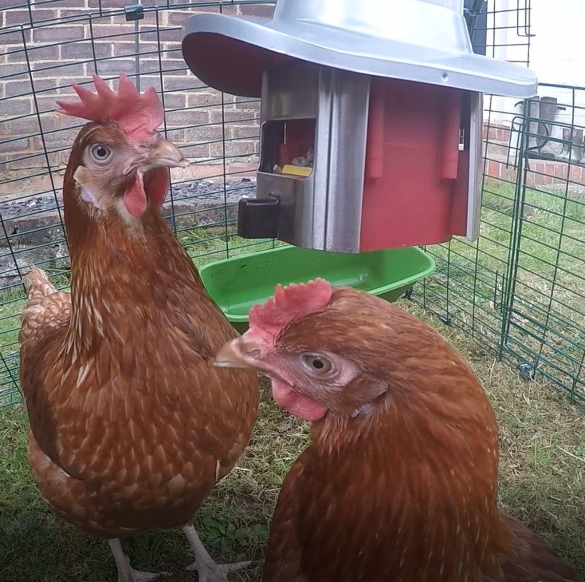 Voederautomaat voor kleine vogels metaal groen | Brandhof Dier & Ruiter