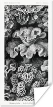 Posters - Ernst Haeckel - Kamer decoratie aesthetic - Natuur - Vintage - Zwart wit - Oude meesters - Kamer decoratie tieners - Wanddecoratie - 80x160 cm