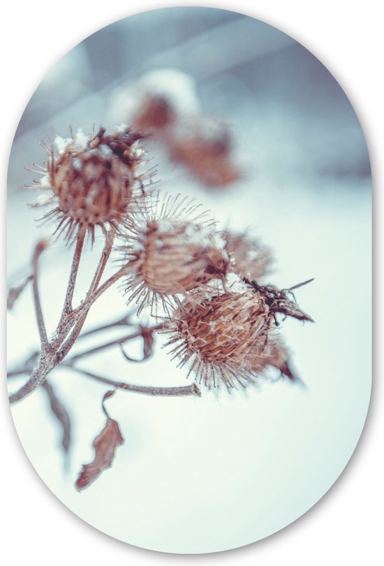 Muurovaal - Kunststof Wanddecoratie - Ovalen Schilderij - Planten - Winter - Sneeuw - Natuur - 80x120 cm - Ovale spiegel vorm op kunststof - Kerstdecoratie in huis - Kerstmis