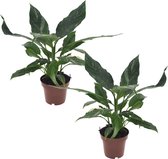 Plant in a Box - Spathiphyllum Diamond - Set de 2 - Luchtzuiverende kamerplant - Mooie witte variatie in de bladeren - Pot 12cm - Hoogte 40-50cm