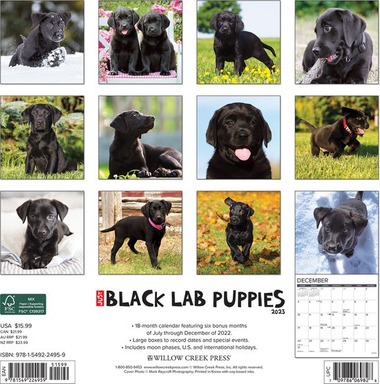 Labrador Retriever Zwart Puppies Kalender 2023 bol