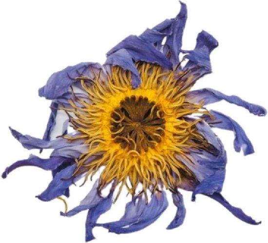 Egyptische blauwe lotus bloem - Blooming tea / Theebloem -  1 stuks - Nymphaea caerulea