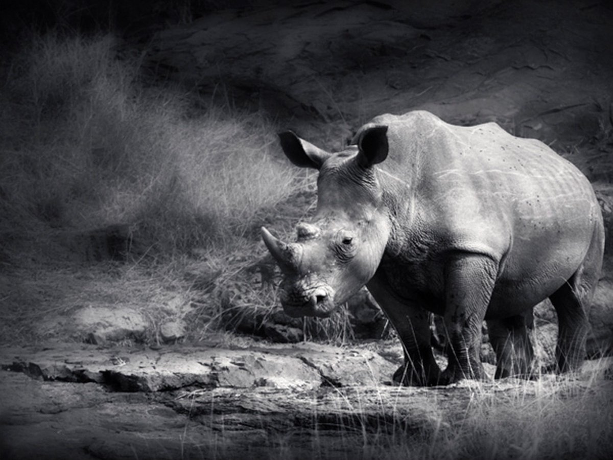 Fotobehang - Rhinoceros wegdromen.