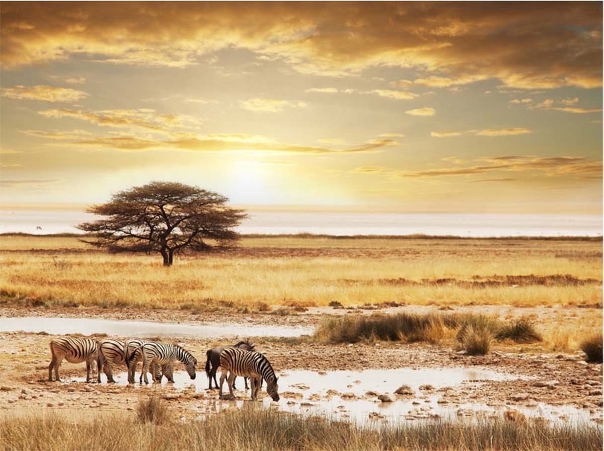 Fotobehang - Afrikaanse zebra's rond waterpoel.
