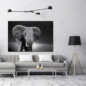 Wanddecoratie / Schilderij / Poster / Doek / Schilderstuk / Muurdecoratie / Fotokunst / Tafereel Elephant on sunset black gedrukt op Forex