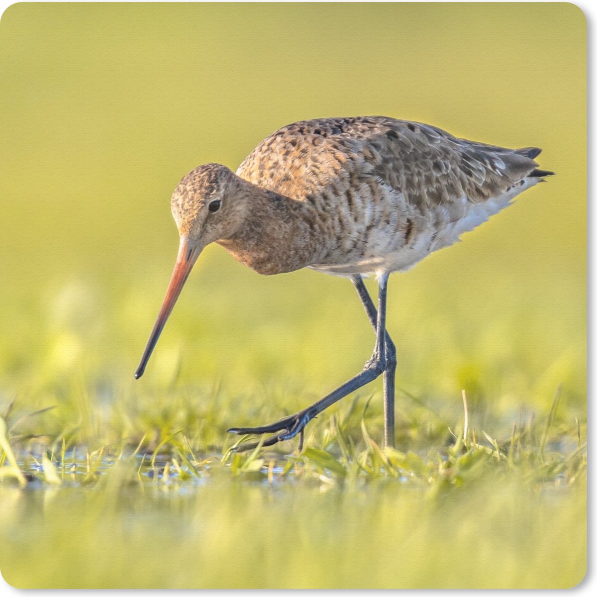 Muismat 20x20 cm - Mousepad Vogels - Gras - Landschap - Grutto - Muismatten
