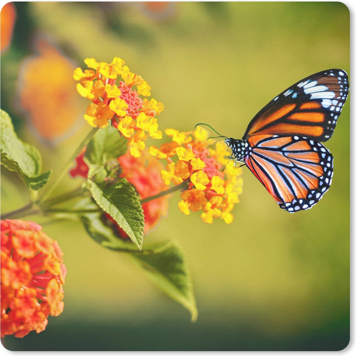 Muismat 30x30 cm - Mousepad Vlinder - Insecten - Bloemen - Geel - Muismatten