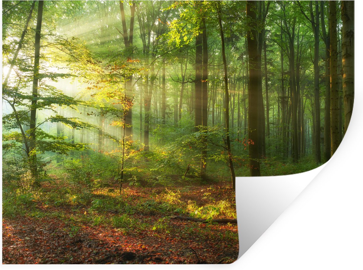 Muurstickers - Sticker Folie - Zon - Bos - Bomen - Natuur - Herfst - 160x120 cm - Plakfoli