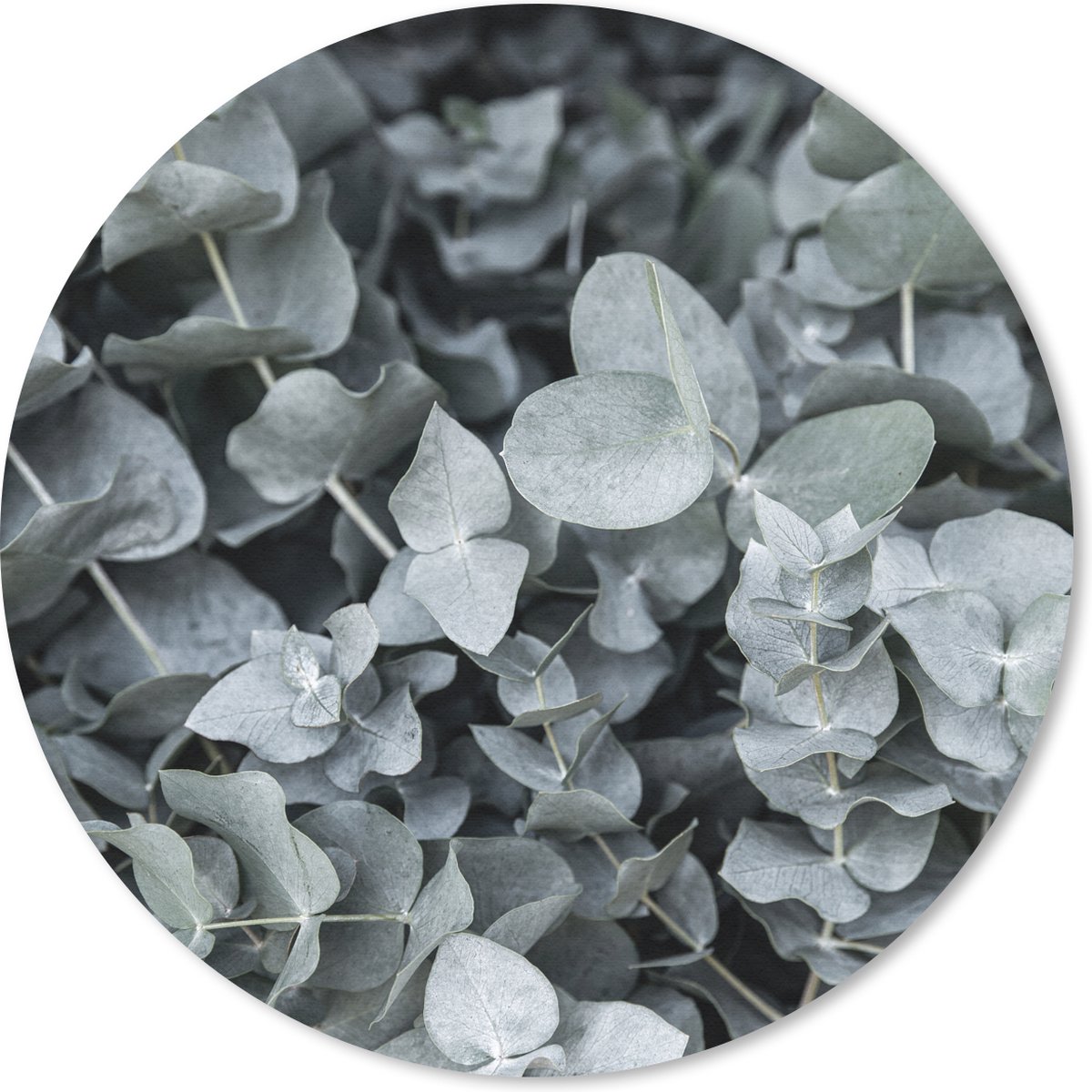 Muismat rond 20x20 cm - Mousepad Natuur - Planten - Eucalyptus - Bladeren - Ronde muismatten