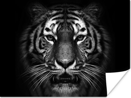 Affiche Tigre - Animaux - Zwart - Wit - Portrait - Sauvage - 40x30 cm