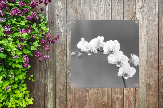 Posters de jardin Orchidée - Fleurs - Plante - Wit - Violet - 50x50 cm - Toile jardin - Affiche extérieure