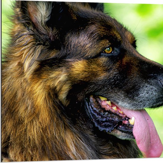 WallClassics - Dibond - Uitgeputte Shepherd Hond - 80x80 cm Foto op Aluminium (Met Ophangsysteem)