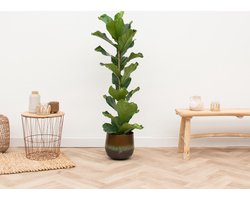 Ficus Lyrata struik - 80cm
