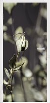 Deursticker Uitgedroogde eucalyptustakken - 95x215 cm - Deurposter