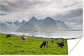 Koeien met bergen Poster 90x60 cm - Foto print op Poster (wanddecoratie woonkamer / slaapkamer) / Boerderijdieren Poster