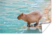 Poster Een Capibara staat bij het water in zacht zonlicht - 30x20 cm