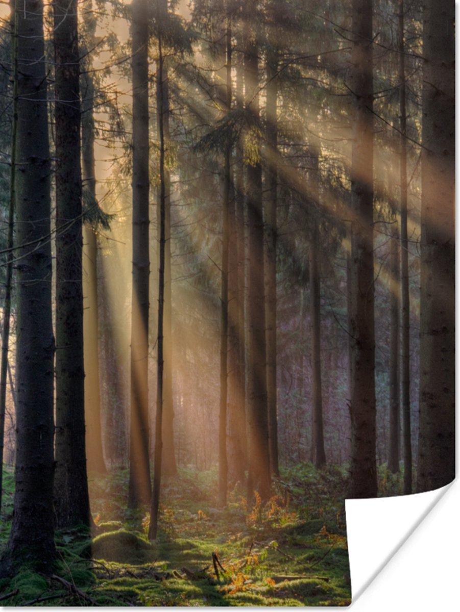 Poster Bomen - Bos - Zon - Planten - 90x120 cm