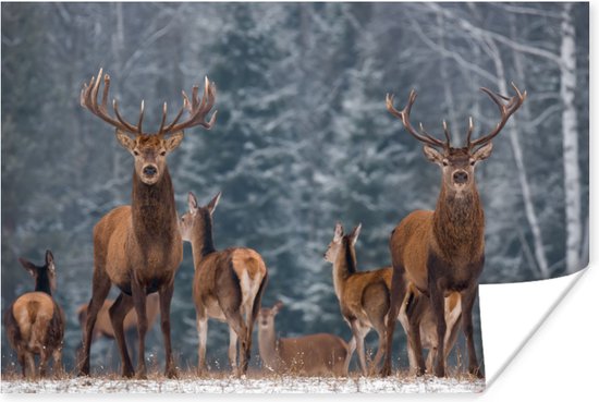 Poster Hert - Winter - Sneeuw - Bosdieren - Bos - Natuur - 30x20 cm