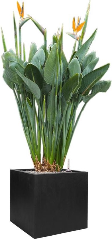 Strelitzia Groen | 183 cm - NU PUUR & GROEN B.V