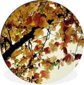 WallCircle - Wandcirkel - Muurcirkel - Bomen - Herfstbladeren - Natuur - Aluminium - Dibond - ⌀ 140 cm - Binnen en Buiten