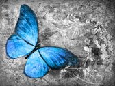 Fotobehang - Blue butterfly.