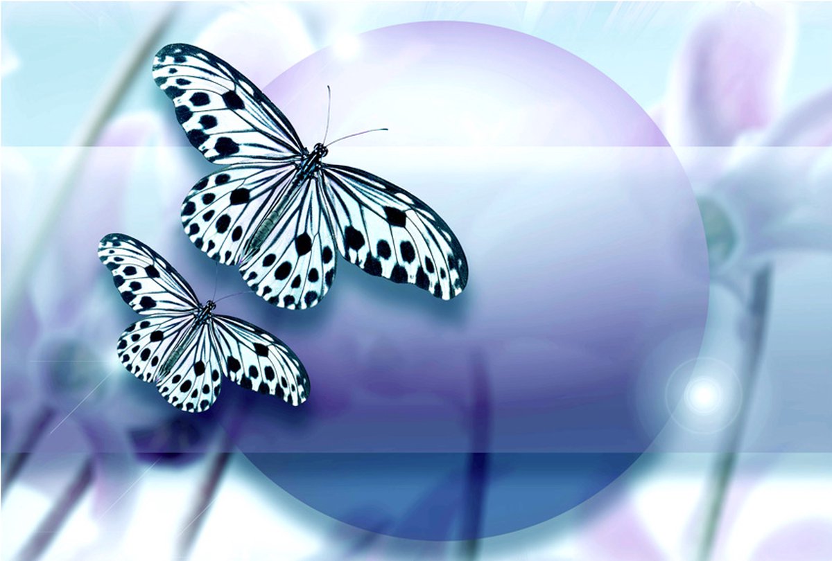 Fotobehang - Planet of butterflies.