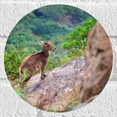 WallClassics - Muursticker Cercle - Capricorne sur la Berg - 20x20 cm Photo sur Muursticker